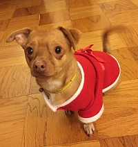 Santa Girl