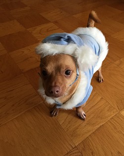 Santa Blue With Hat